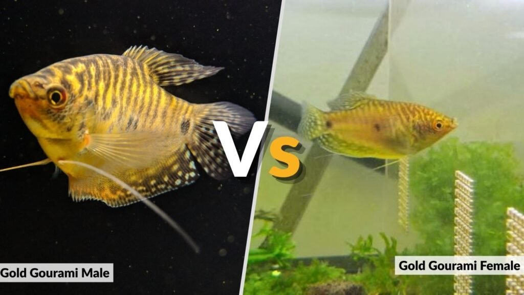 Gold Gourami Male vs Female and Breeding