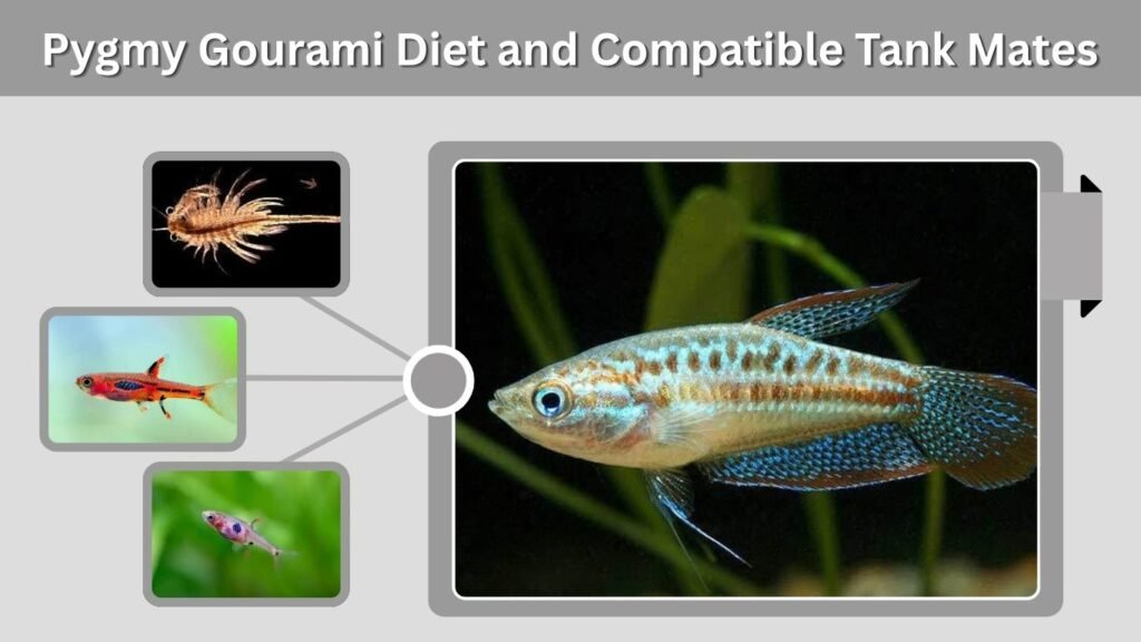 Pygmy Gourami Diet and Compatible Tank Mates