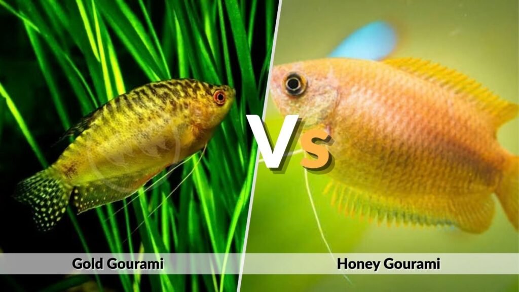 Gold Gourami vs Honey Gourami and Other Varieties