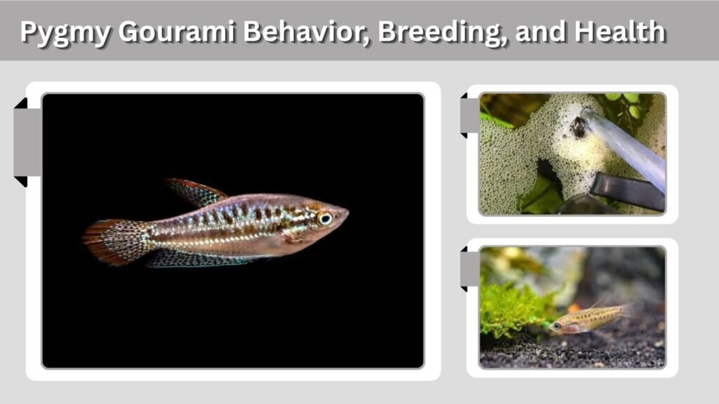 Pygmy Gourami Behavior, Breeding, and Health