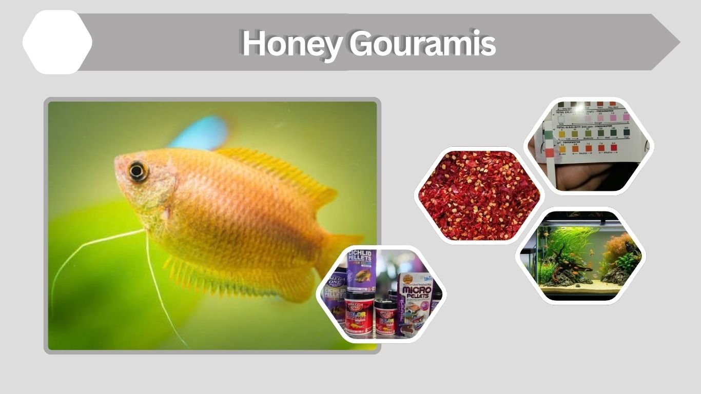 Honey Gouramis: Care, Tank Size, Diet, Lifespan & Tank Mates