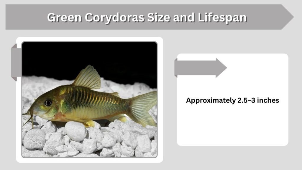 Green Corydoras Size and Lifespan