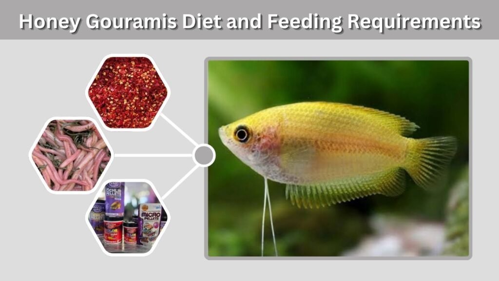 Honey Gouramis Diet and Feeding Requirements