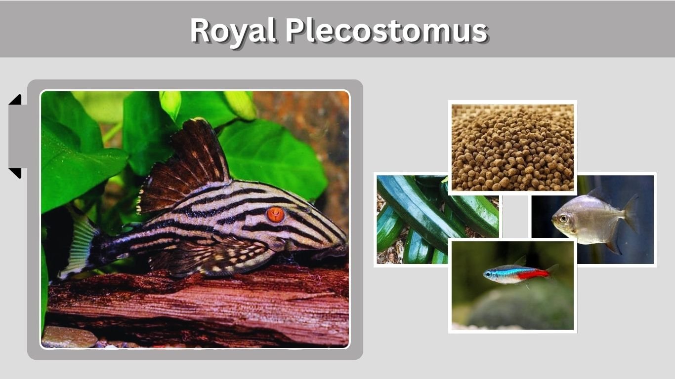 Royal Plecostomus: Care, Size, Diet, Lifespan & Types