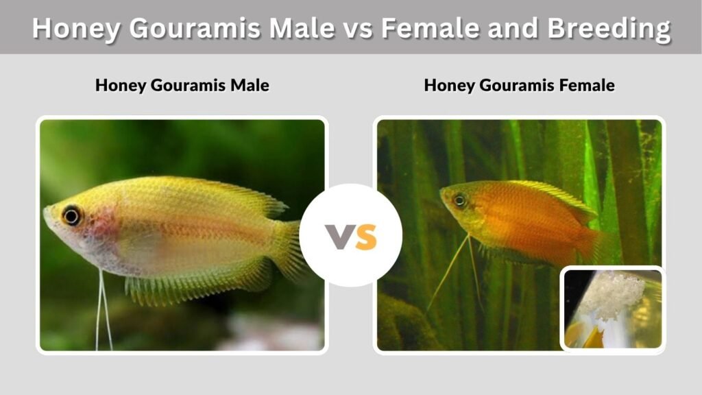 Honey Gouramis Male vs Female and Breeding