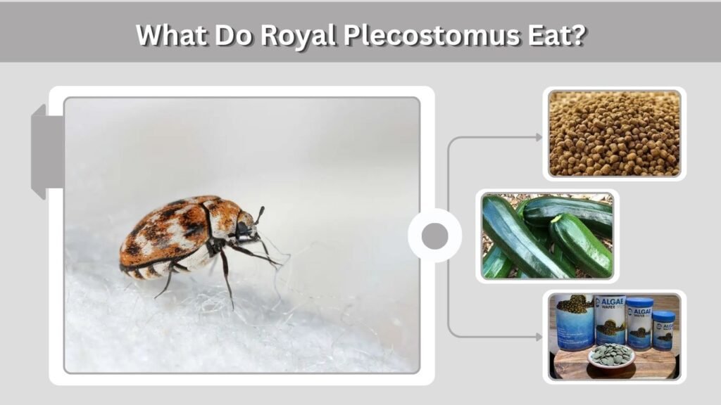 What Do Royal Plecostomus Eat?
