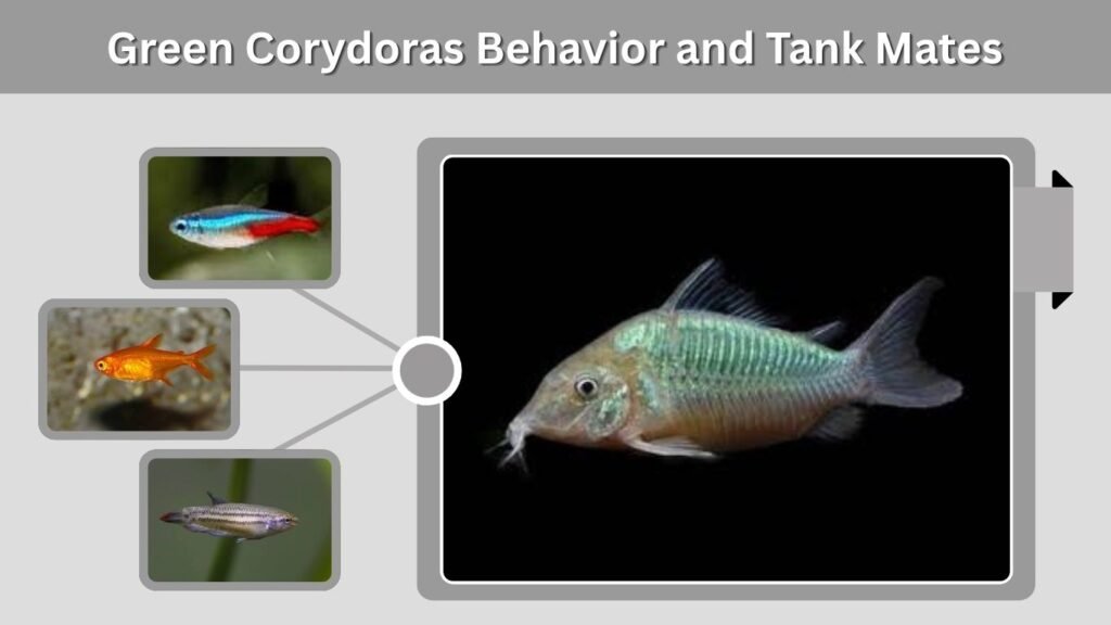 Green Corydoras Behavior and Tank Mates