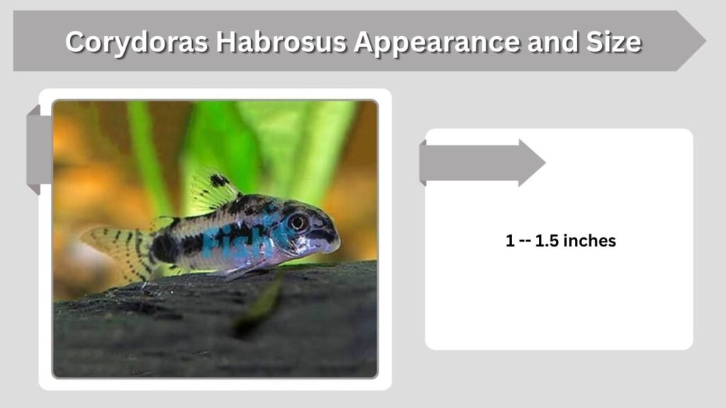 Corydoras Habrosus Appearance and Size