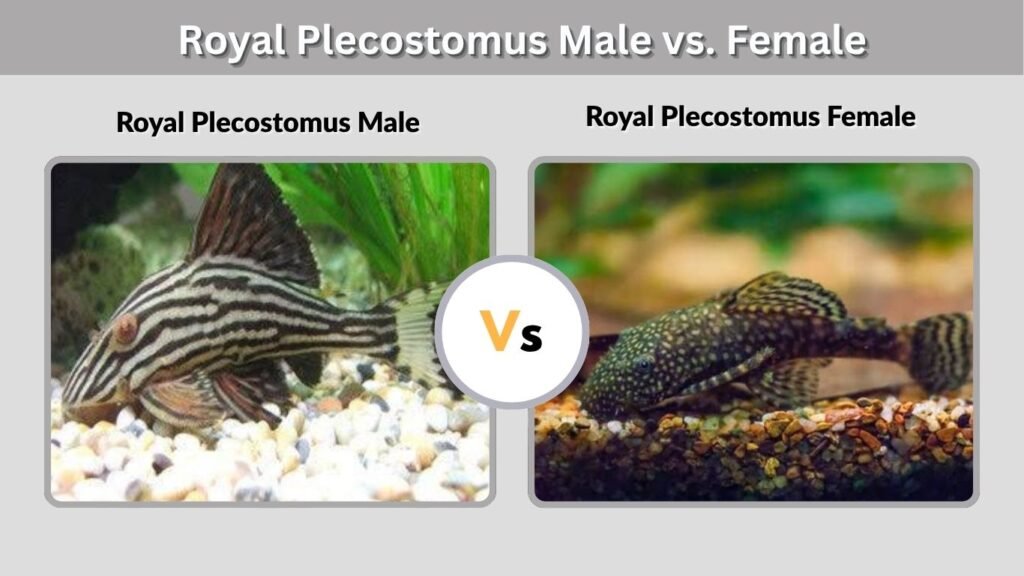 Royal Plecostomus Male vs. Female