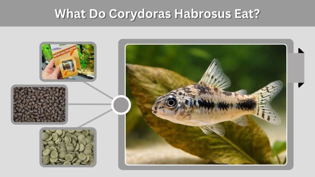 What Do Corydoras Habrosus Eat?