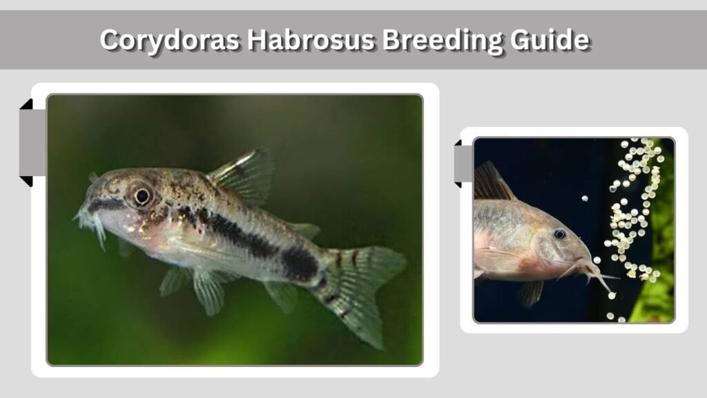 Corydoras Habrosus Breeding Guide