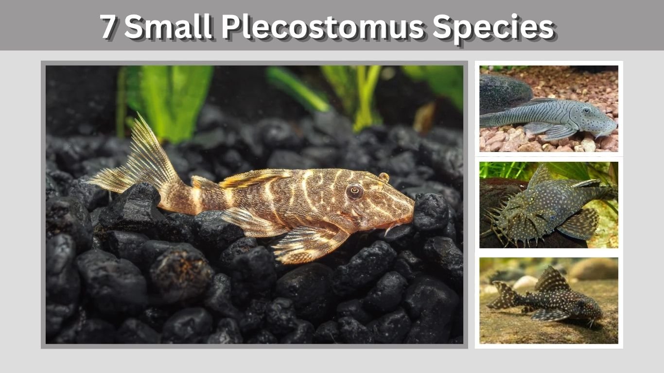7 Small Plecostomus Species That Stay Small for Aquariums
