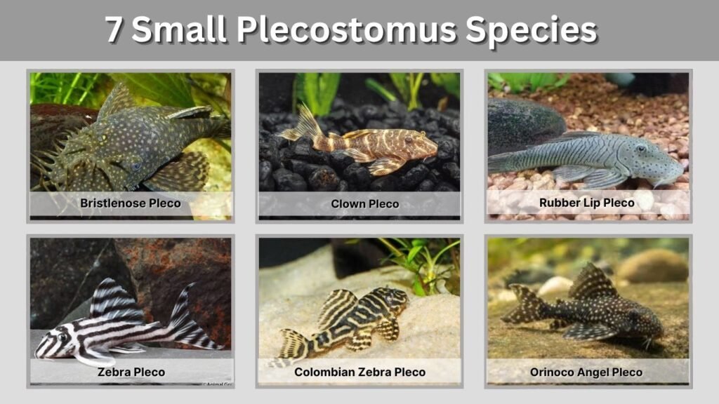 7 Best Small Plecostomus Species