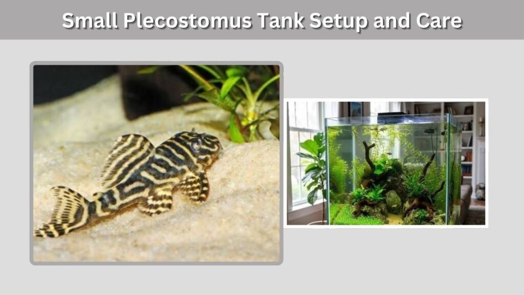 Small Plecostomus Tank Setup and Care