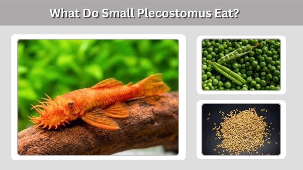 What Do Small Plecostomus Eat?
