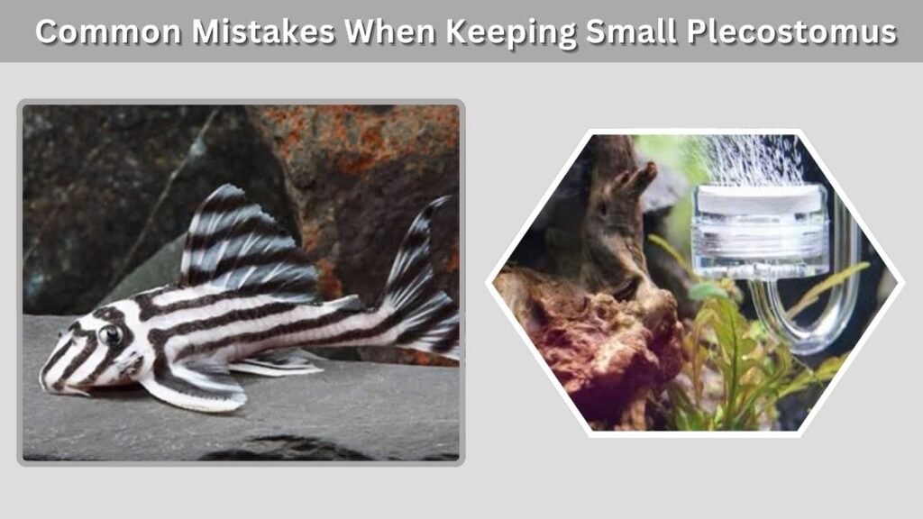 Common Mistakes When Keeping Small Plecostomus