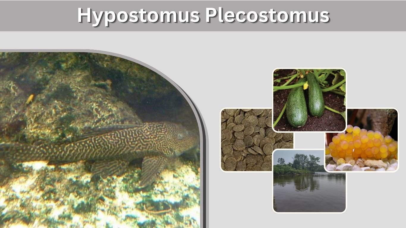 Hypostomus Plecostomus: Size, Diet, Lifespan & Care