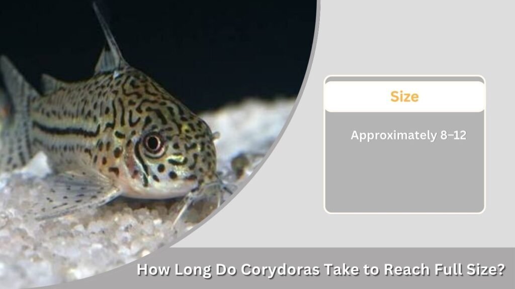 How Long Do Corydoras Take to Reach Full Size?