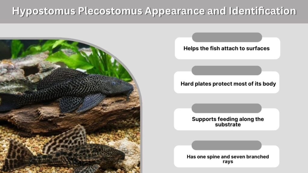 Hypostomus Plecostomus Appearance and Identification