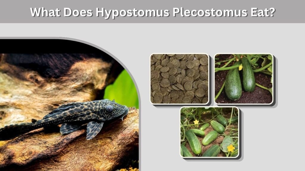 What Does Hypostomus Plecostomus Eat?