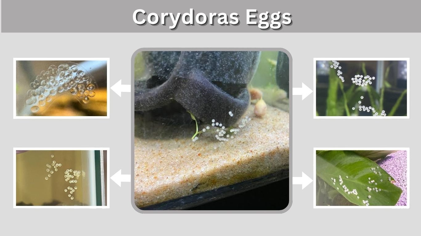 Corydoras Eggs: How to Identify, Hatch & Care for Them