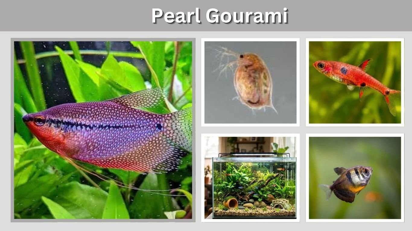 Pearl Gourami: Care, Tank Size, Diet & Tank Mates