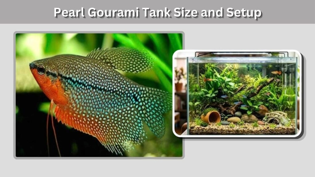 Pearl Gourami Tank Size and Setup
