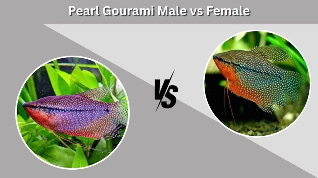 Pearl Gourami Male vs Female