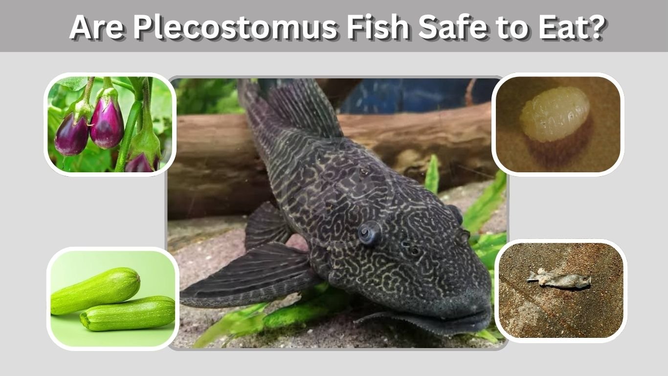 Are Plecostomus Fish Safe to Eat? Diet and Feeding Guide