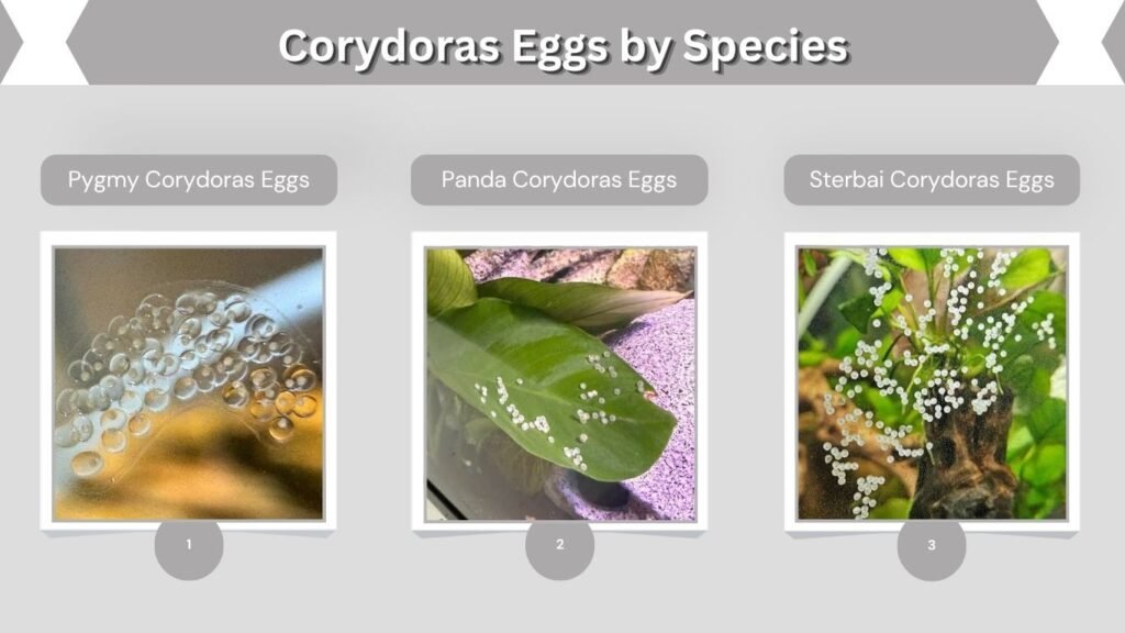 Corydoras Eggs by Species