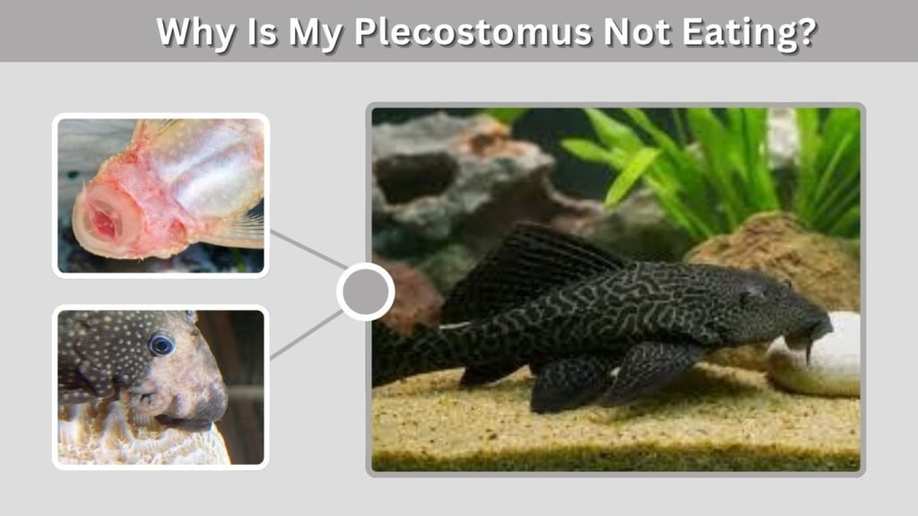 Why Is My Plecostomus Not Eating?