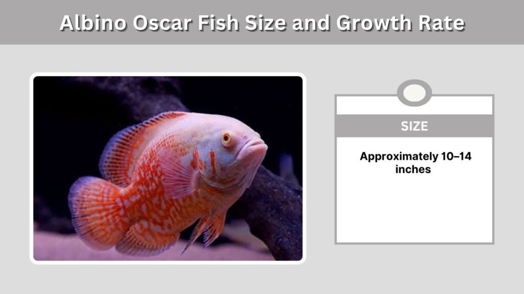 Albino Oscar Fish Size and Growth Rate
