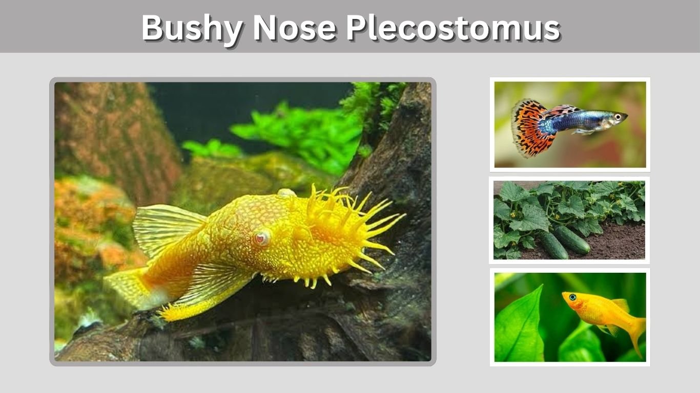 Bushy Nose Plecostomus: Care, Types, Size & Breeding Guide