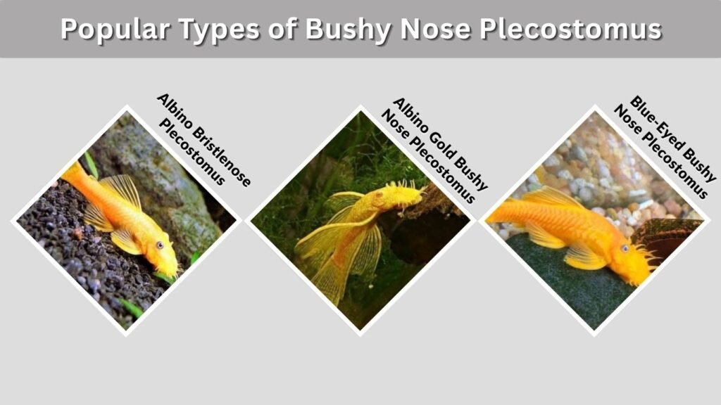 Popular Types of Bushy Nose Plecostomus