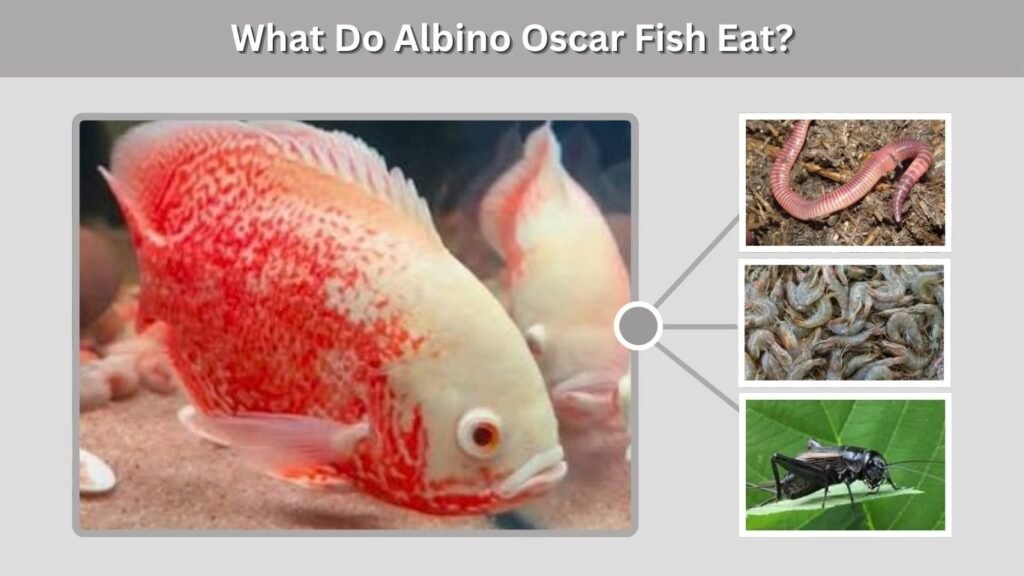 What Do Albino Oscar Fish Eat?