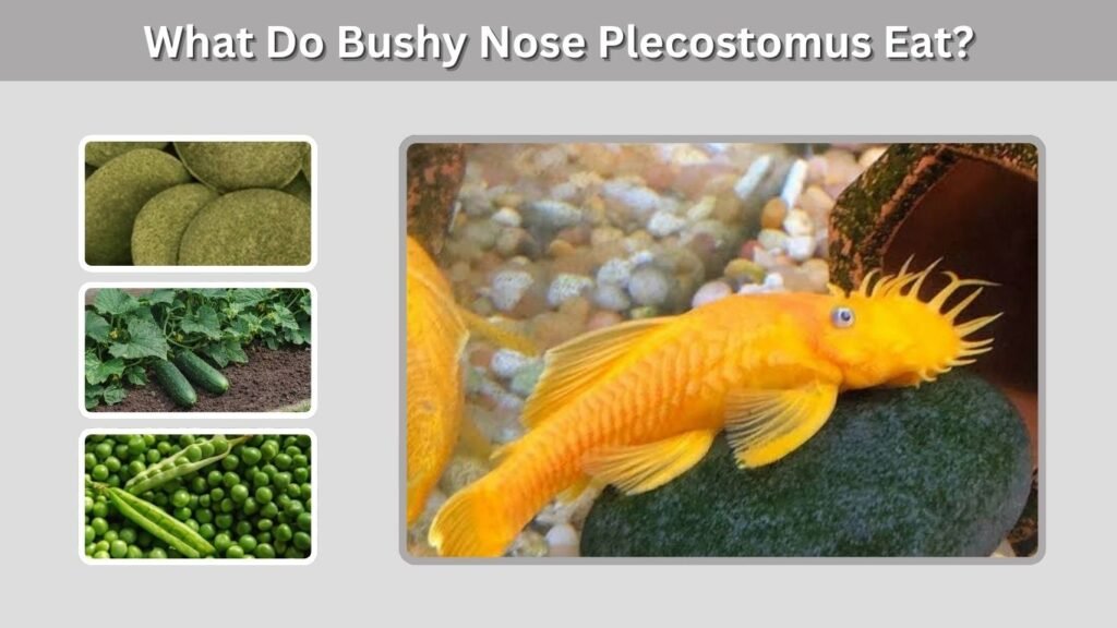 What Do Bushy Nose Plecostomus Eat?