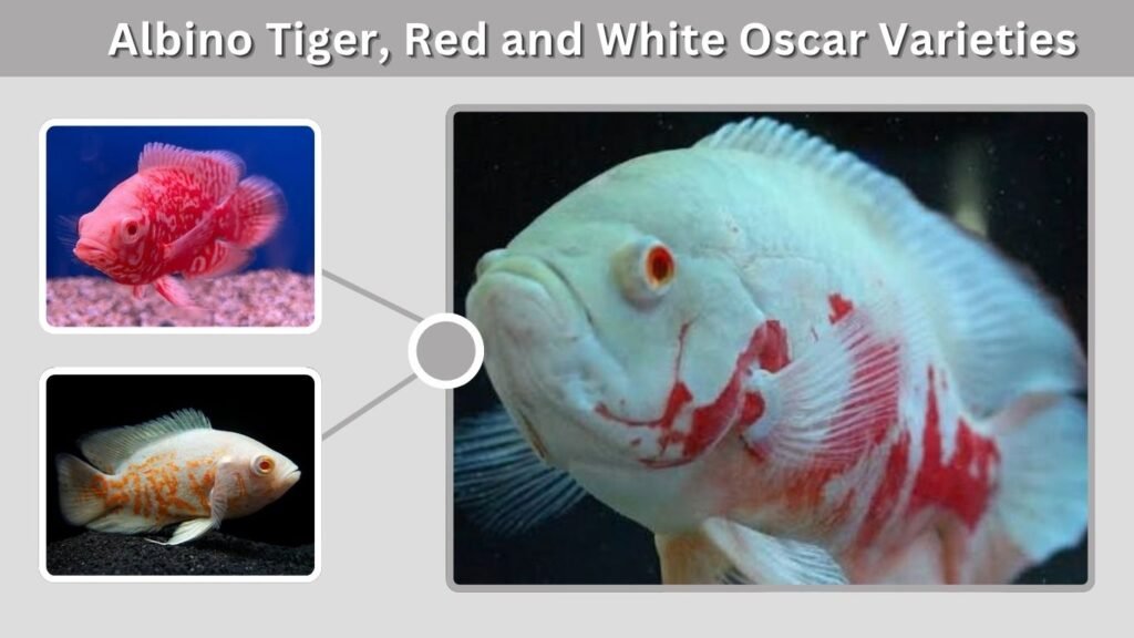 Albino Tiger, Red and White Oscar Varieties