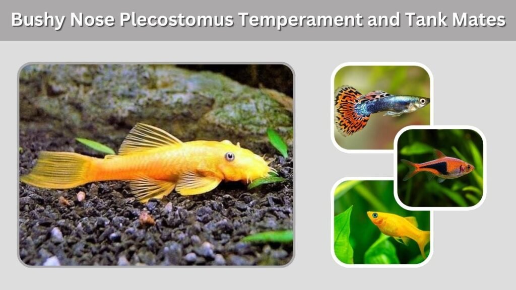 Bushy Nose Plecostomus Temperament and Tank Mates