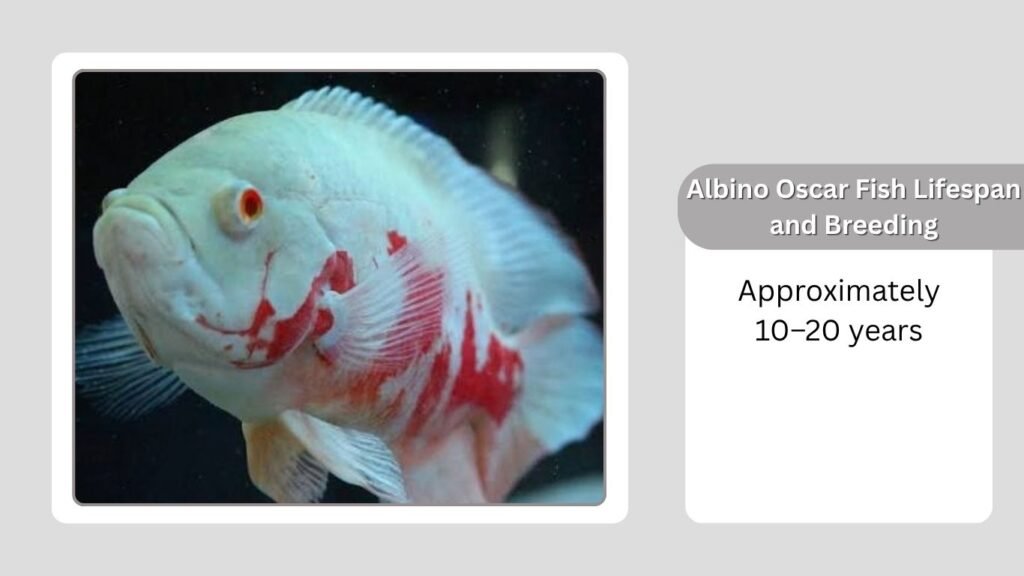 Albino Oscar Fish Lifespan and Breeding