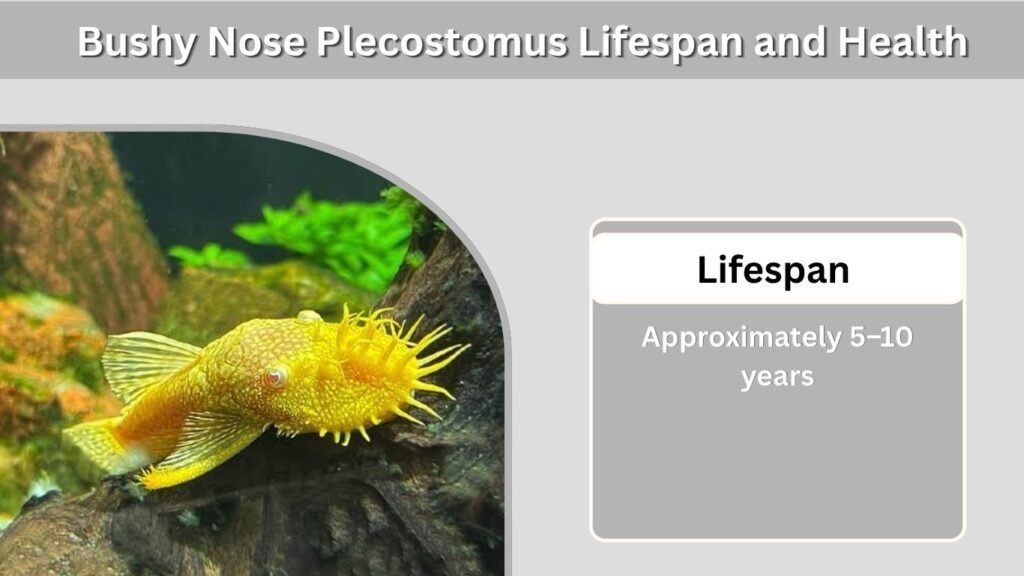 Bushy Nose Plecostomus Lifespan and Health
