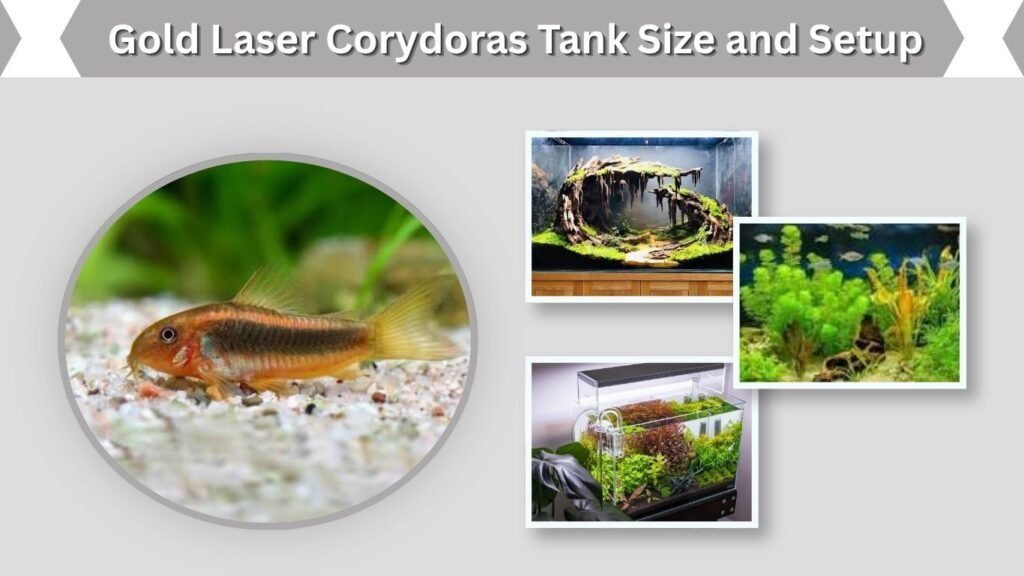 Gold Laser Corydoras Tank Size and Setup