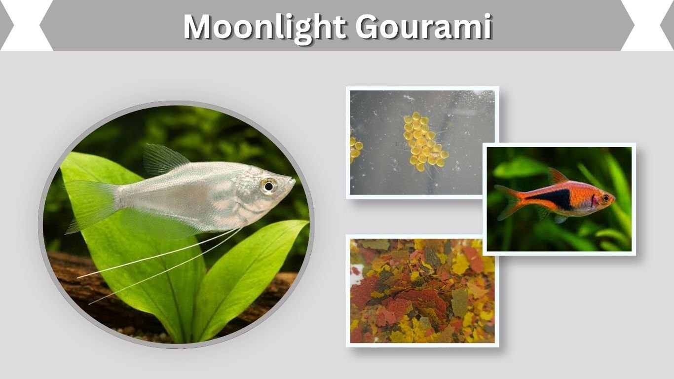 Moonlight Gourami: Care, Size, Tank Mates & Lifespan