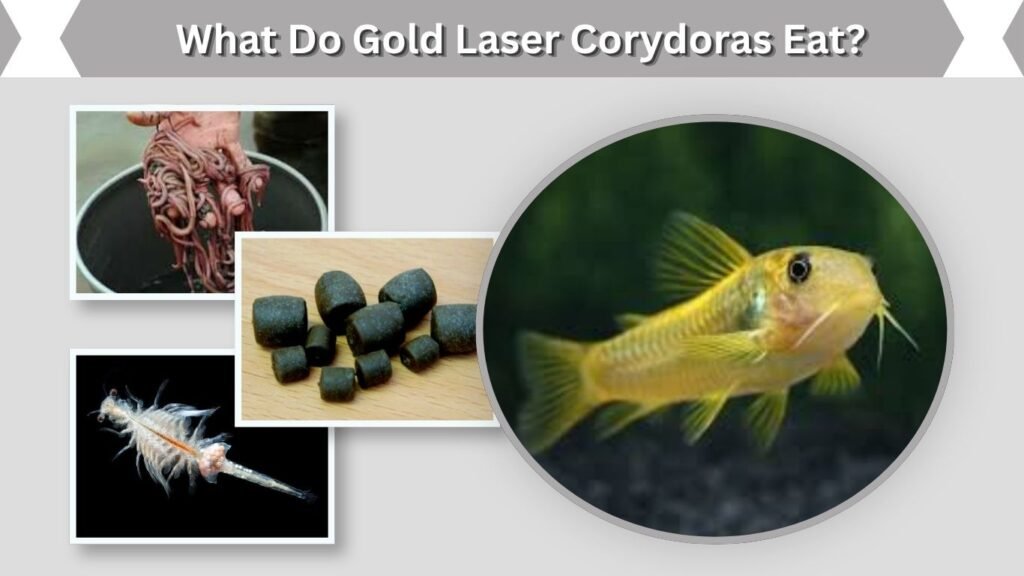 What Do Gold Laser Corydoras Eat?