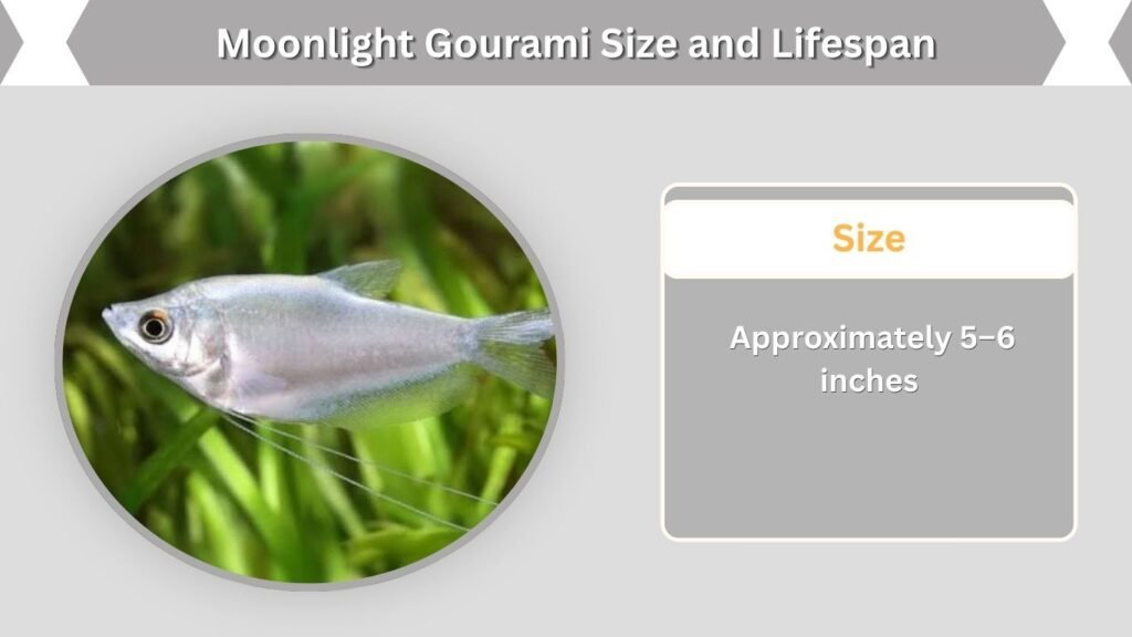 Moonlight Gourami Size and Lifespan