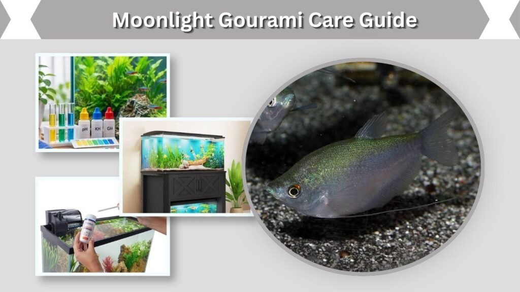 Moonlight Gourami Care Guide