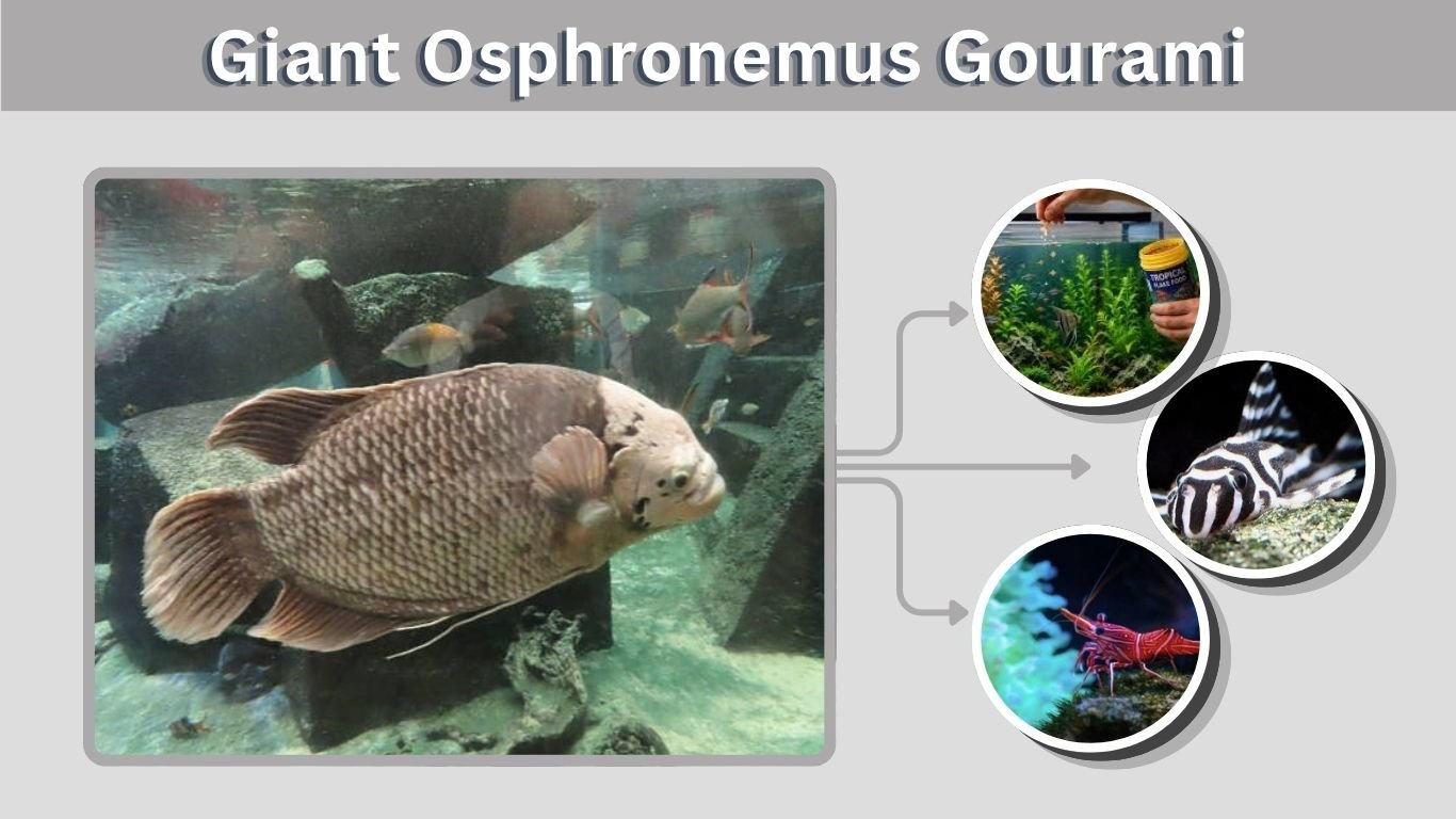 Giant Osphronemus Gourami: Size, Lifespan & Care