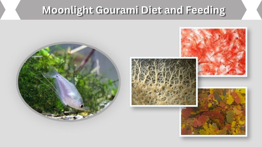 Moonlight Gourami Diet and Feeding