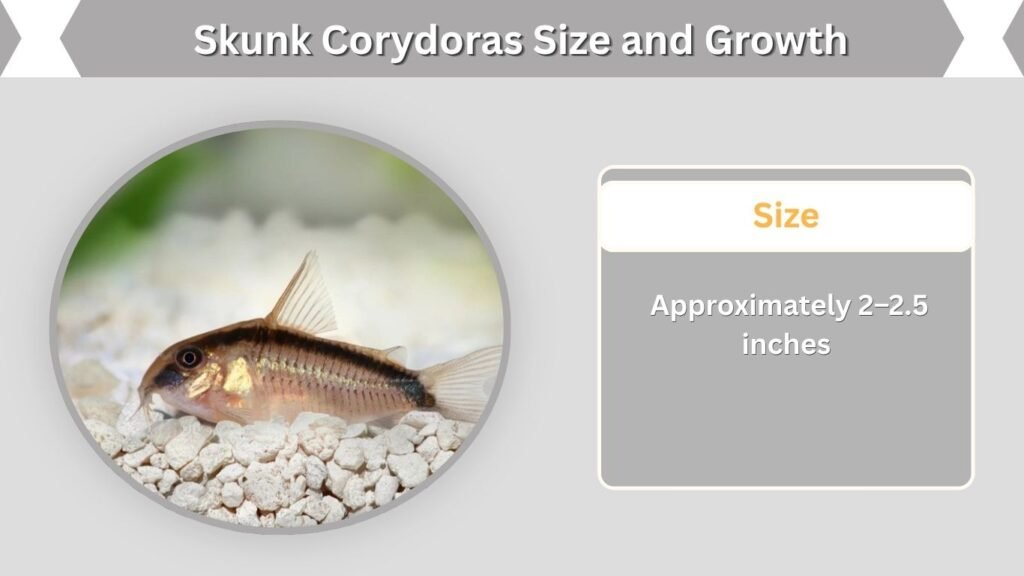 Skunk Corydoras Size and Growth