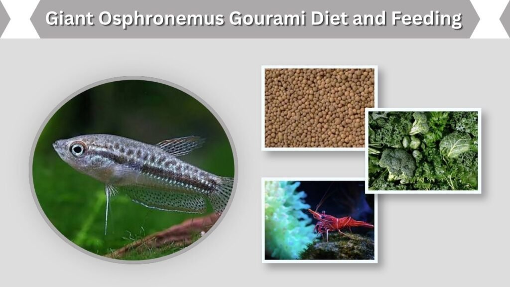 Giant Osphronemus Gourami Diet and Feeding