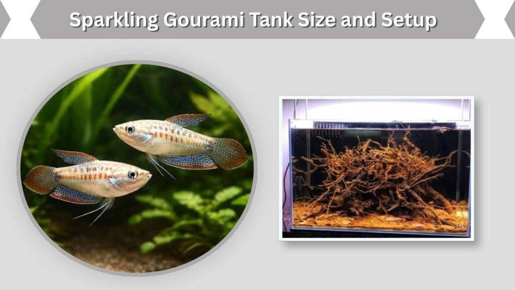 Sparkling Gourami Tank Size and Setupv